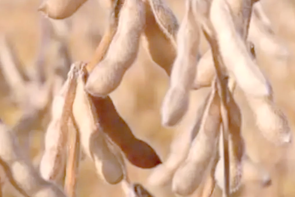 Wetting Agents in Crop Growth