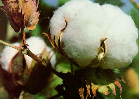 What is the purpose of cooking of cotton fabric?