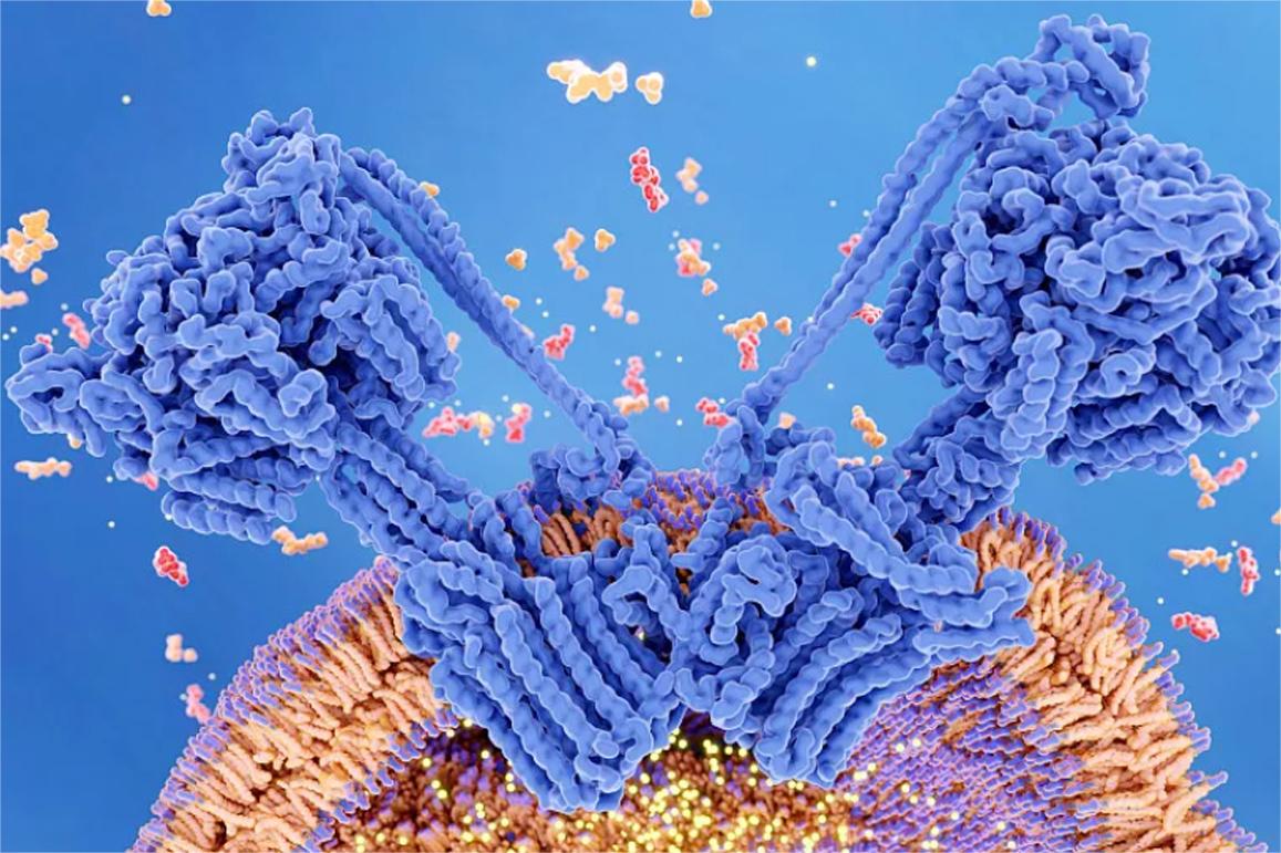 enzyme